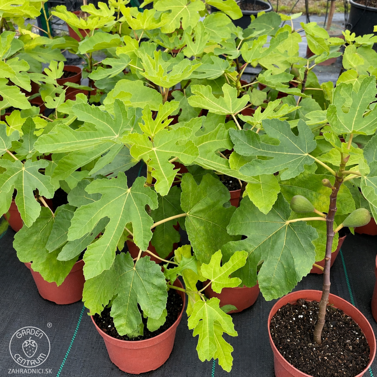 Obrázok Figovník obyčajný (Ficus carica) ‘NOIRE DE CAROMB’ – výška 40–60 cm, kont. C2L